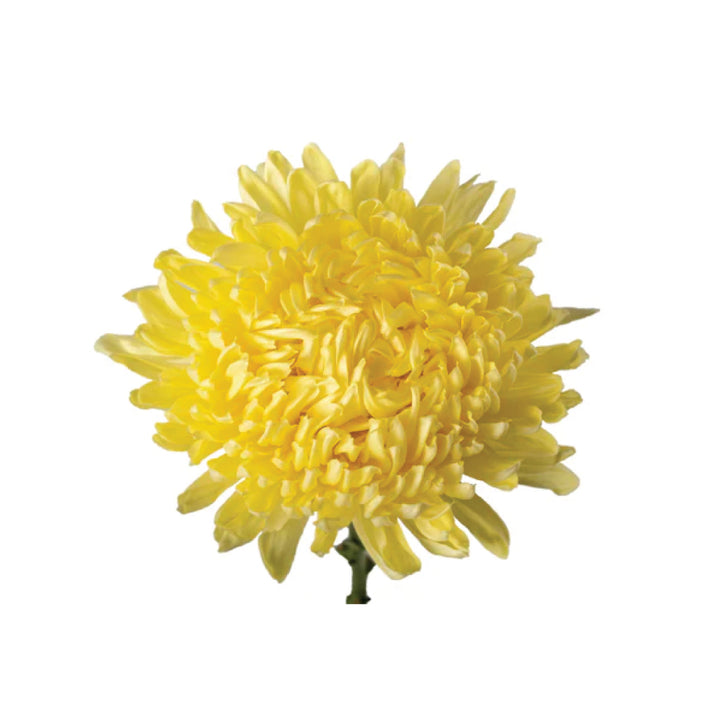 Football Mums Yellow • Asiri Blooms • Bulk Flowers