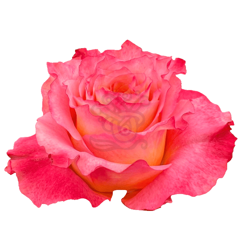 Free Spirit Roses Orange 2