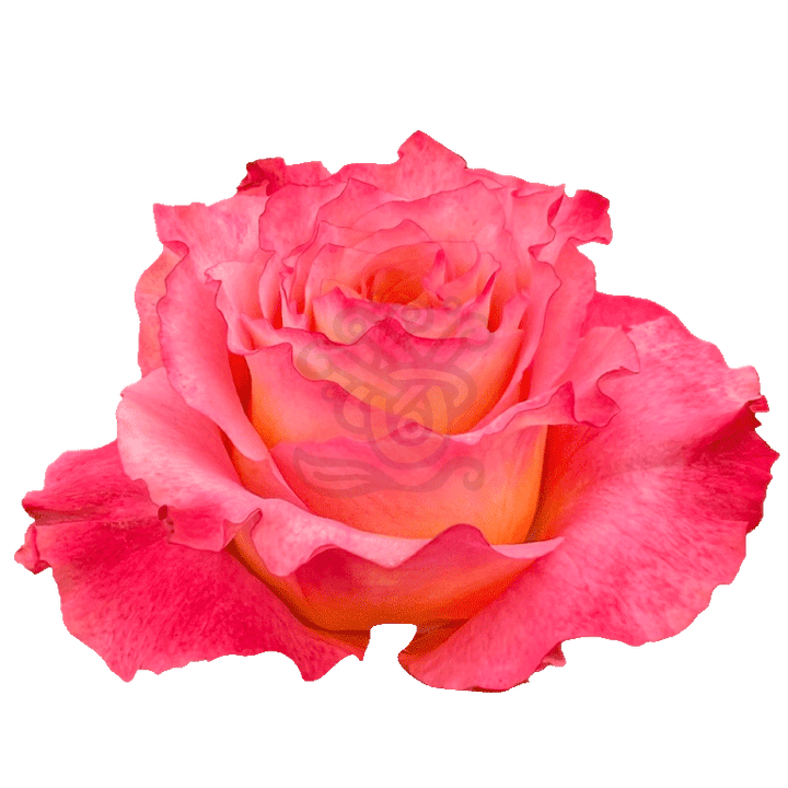 Free Spirit Roses Orange 2