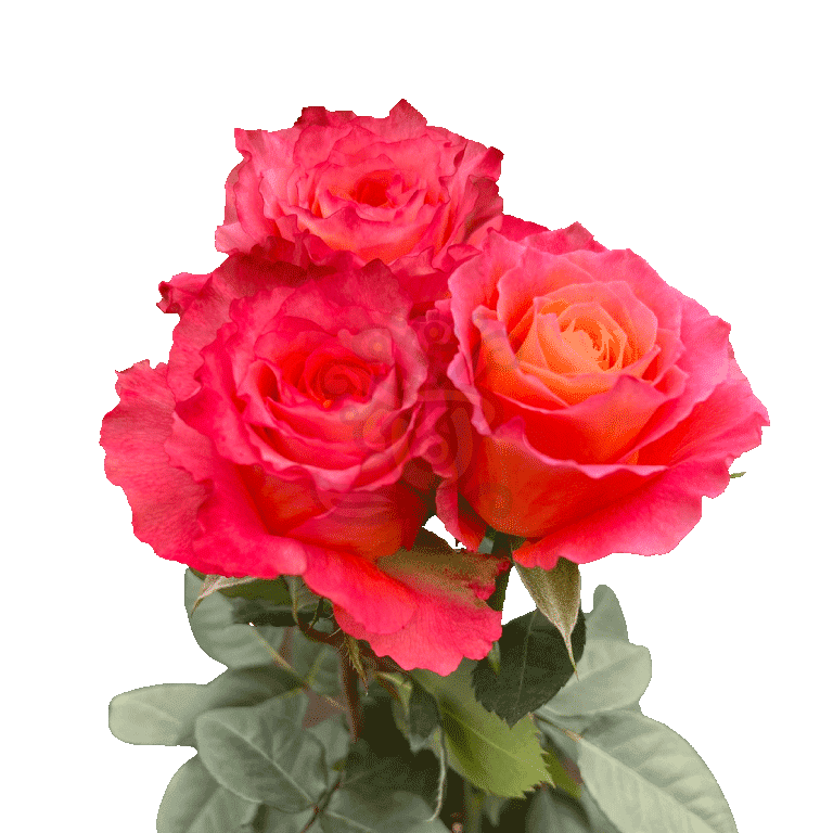 Free Spirit Roses Orange 3