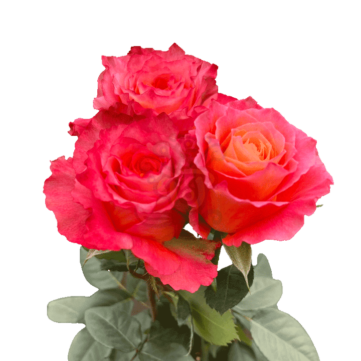 Free Spirit Roses Orange 3