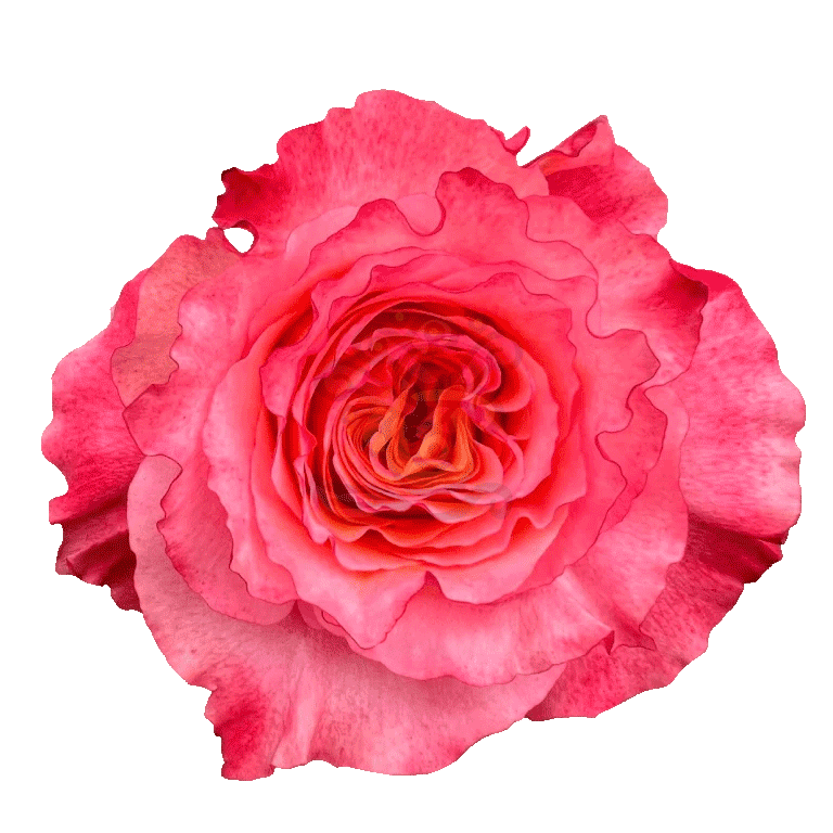 Free Spirit Roses Orange
