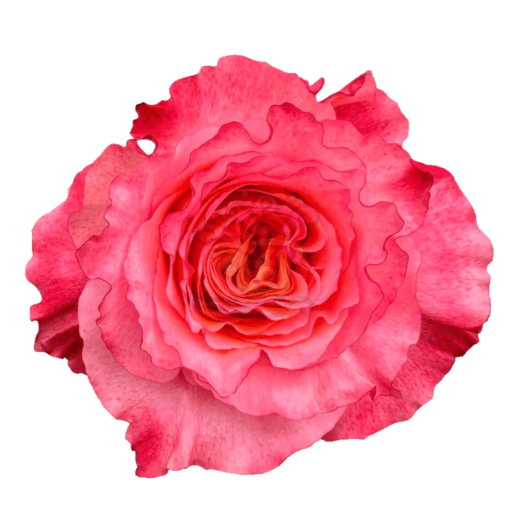 Free Spirit Roses Orange
