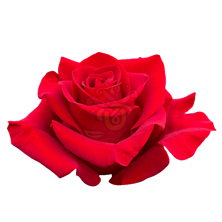 Freedom Roses Red 2