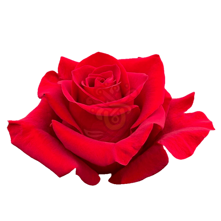 Freedom Roses Red 2