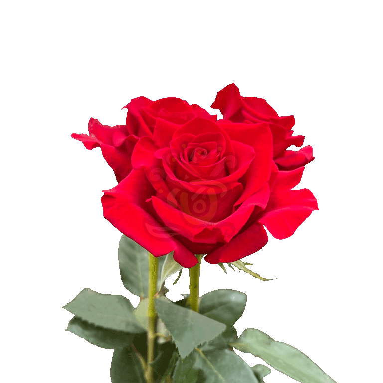 Freedom Roses Red 3
