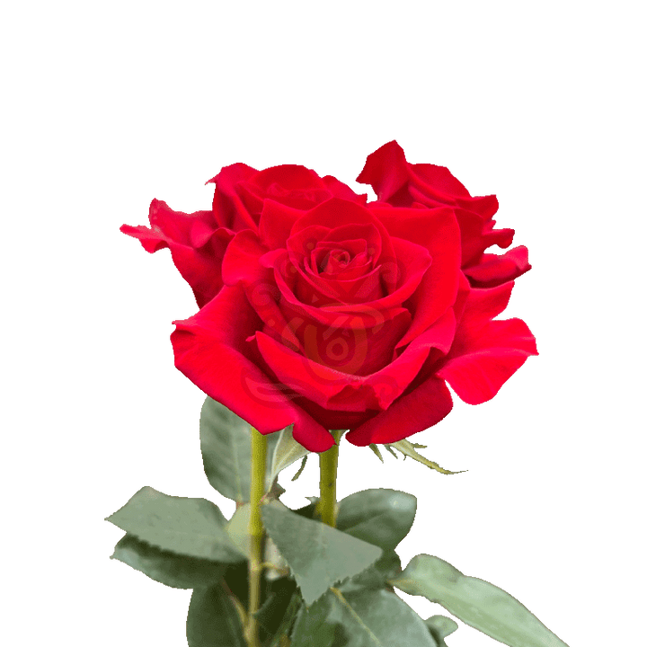 Freedom Roses Red 3