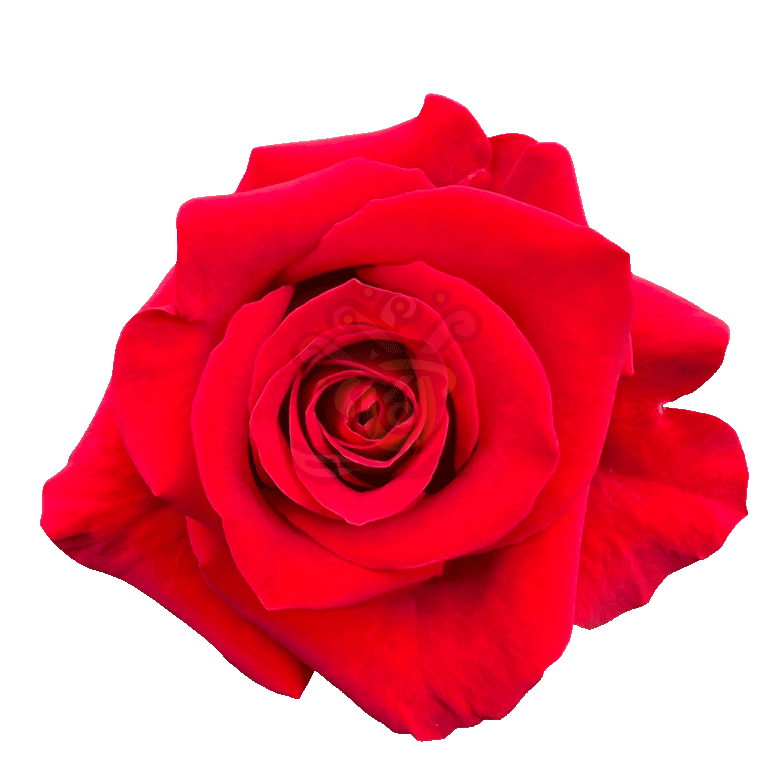 Freedom Roses Red