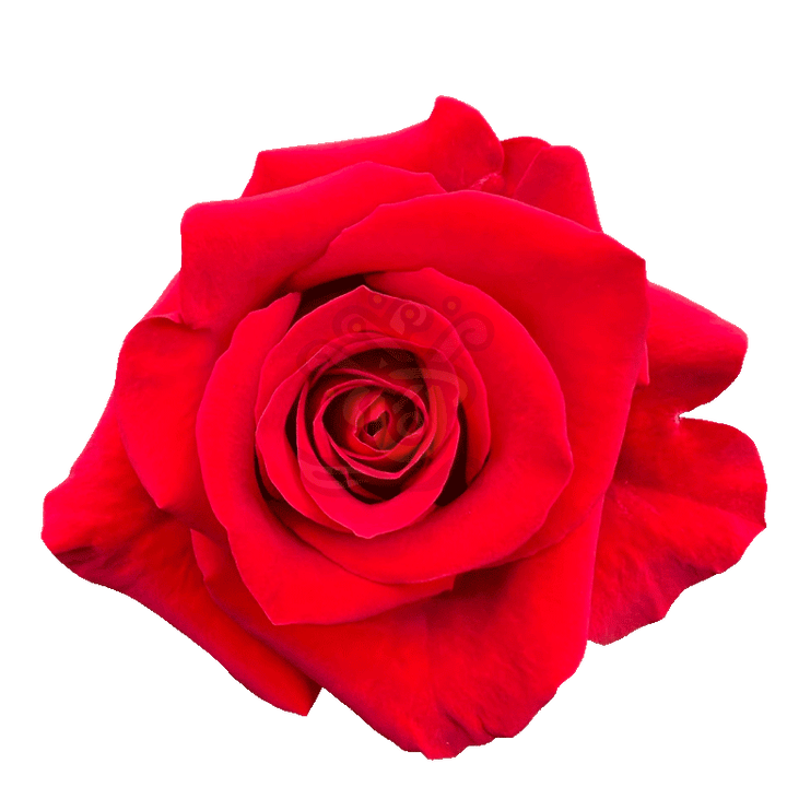Freedom Roses Red