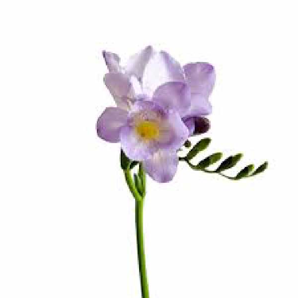 Freesia Lavender
