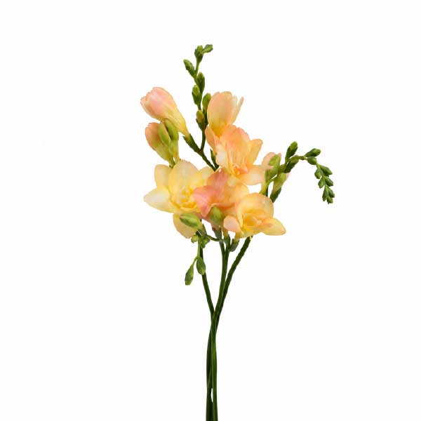 Freesia Light Peach