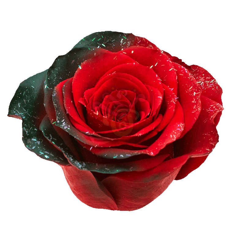 Frosty Noel Tinted Roses