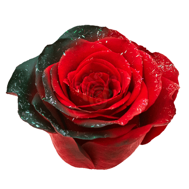 Frosty Noel Tinted Roses