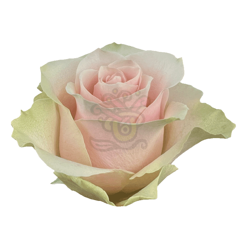 Frutteto Roses Light Pink 2