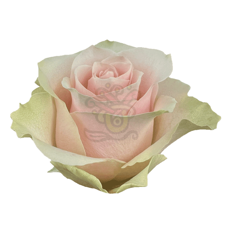 Frutteto Roses Light Pink 2
