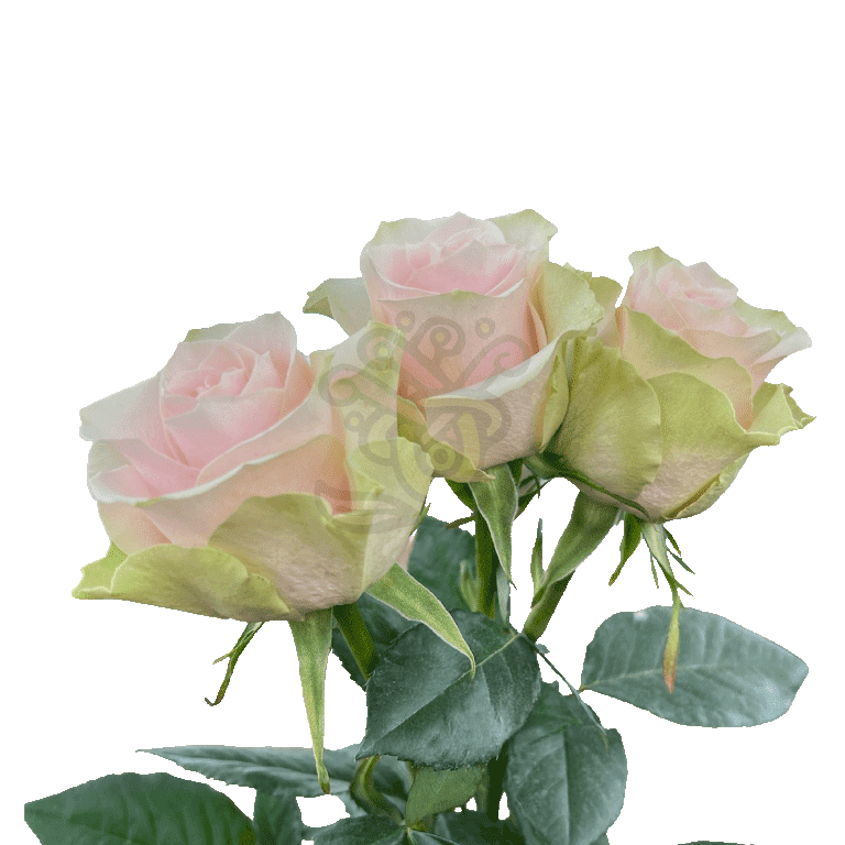 Frutteto Roses Light Pink 3
