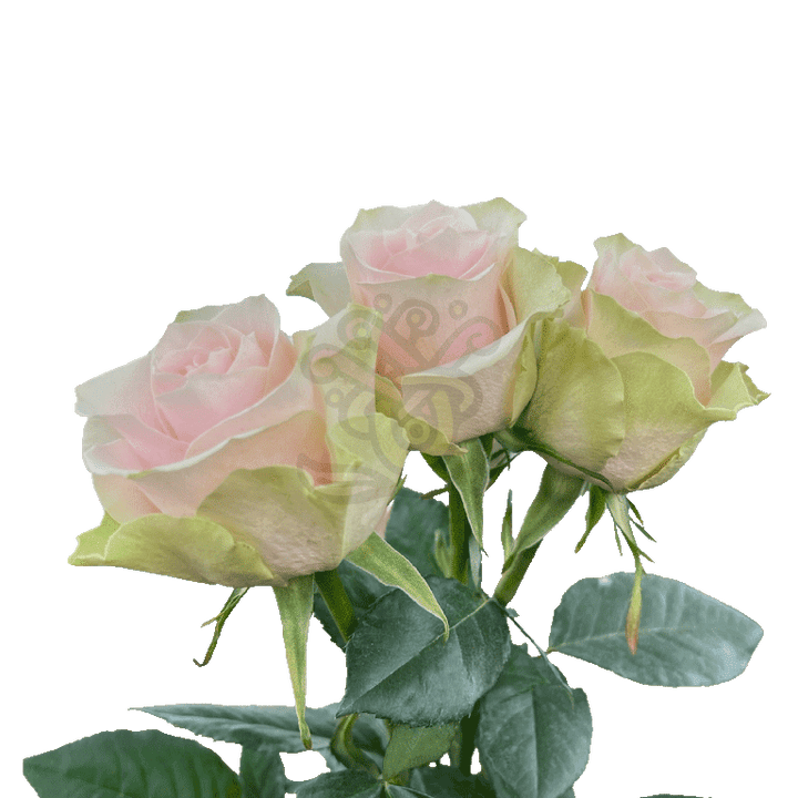 Frutteto Roses Light Pink 3