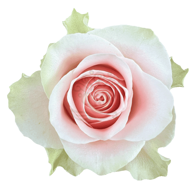 Frutteto Roses Light Pink