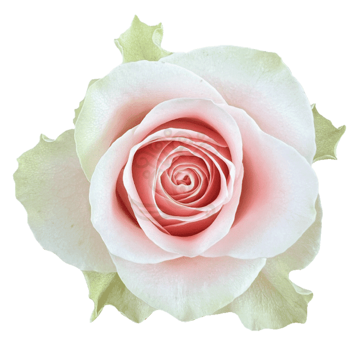 Frutteto Roses Light Pink