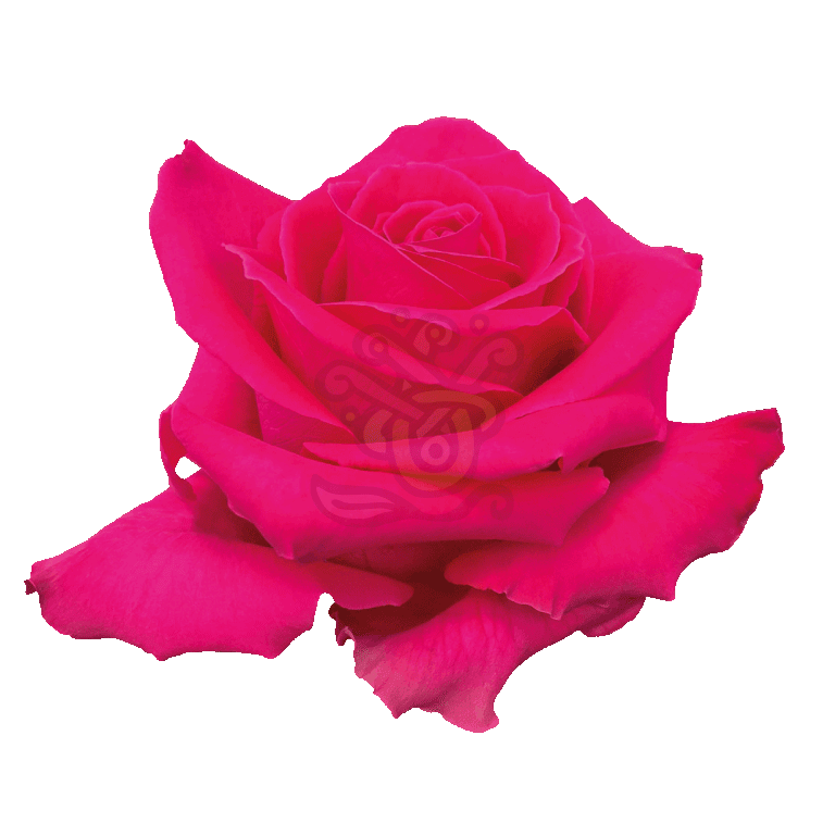 Full Monty Roses Hot Pink 2