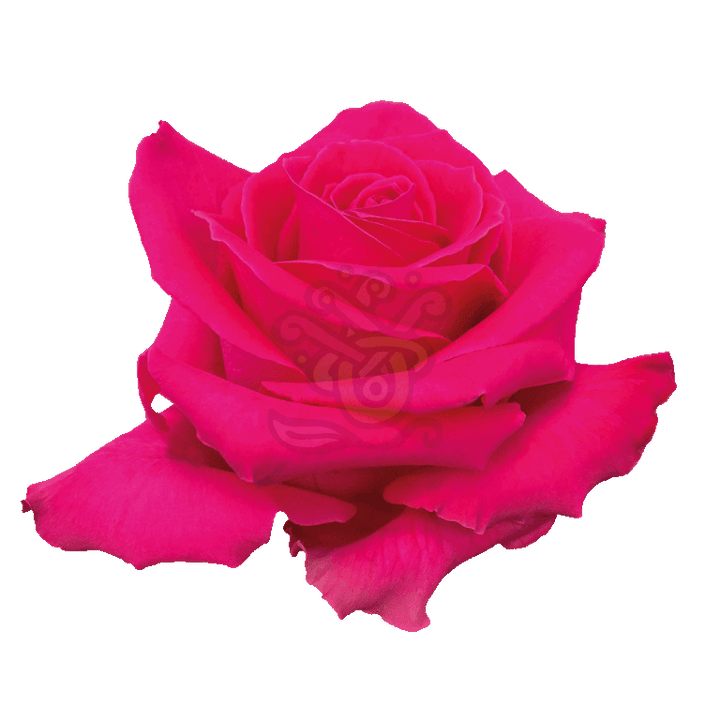 Full Monty Roses Hot Pink 2
