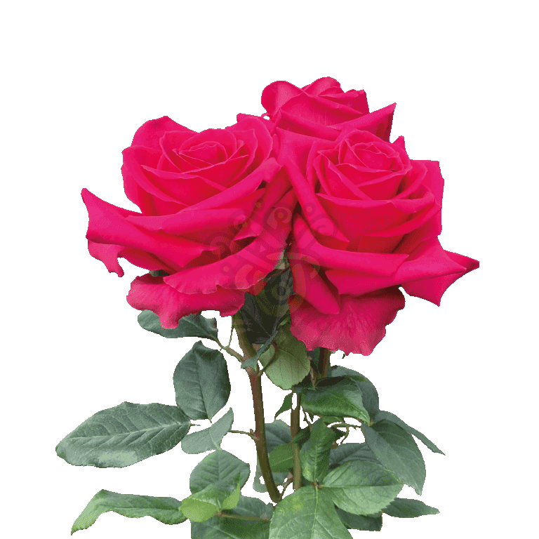 Full Monty Roses Hot Pink 3
