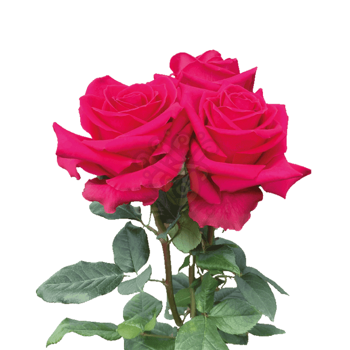 Full Monty Roses Hot Pink 3