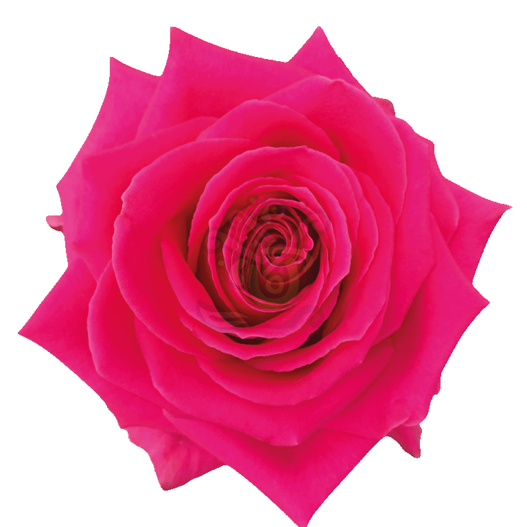 Full Monty Roses Hot Pink