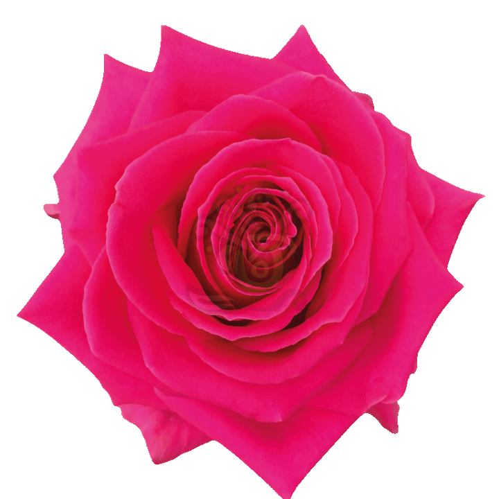 Full Monty Roses Hot Pink