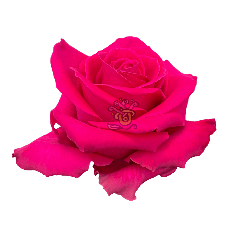 Full Monty Roses - Wholesale Hot Pink Roses