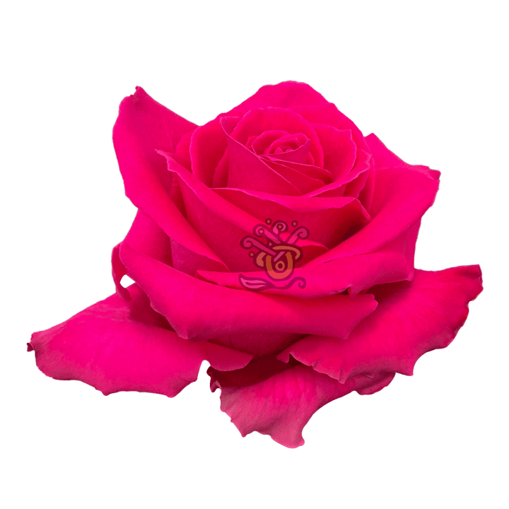 Full Monty Roses - Wholesale Hot Pink Roses