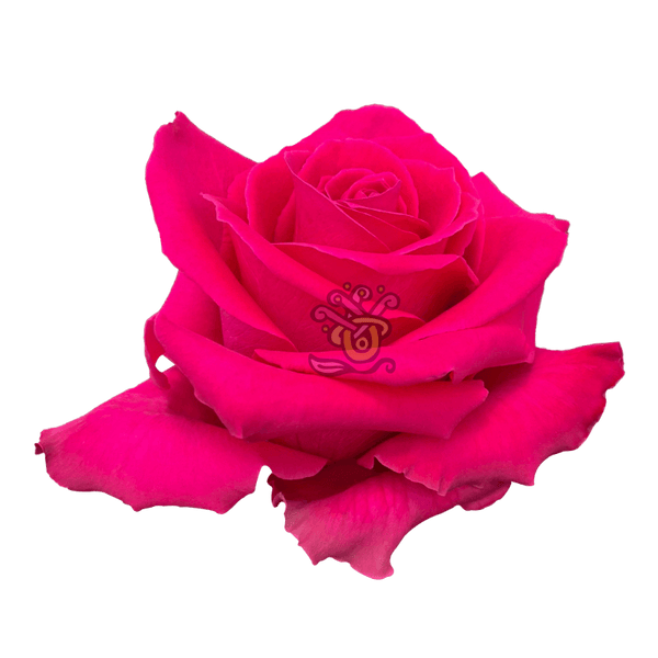 【10996】Mosrite Rose 55 LIMITED MODEL 2000s Mosrite USA Ventures Model Mark I 1964 Vintage Reissue