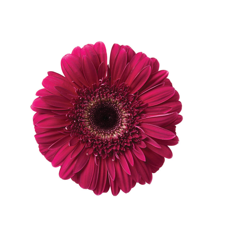 Gerbera Burgundy • Asiri Blooms • Bulk Flowers