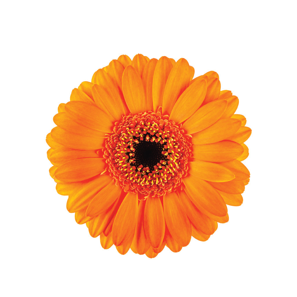 Gerbera Orange • Asiri Blooms • Bulk Flowers