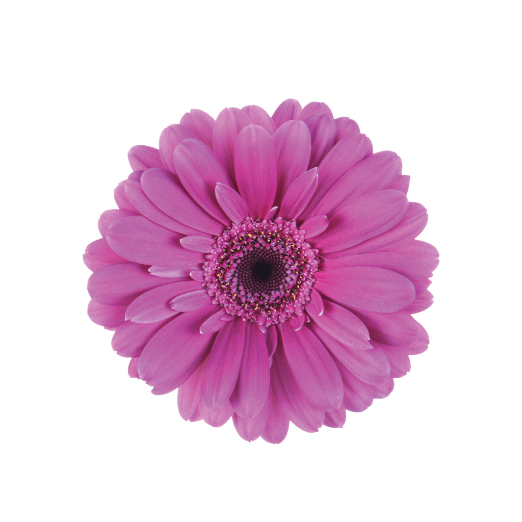 Gerbera Purple • Asiri Blooms • Bulk Flowers