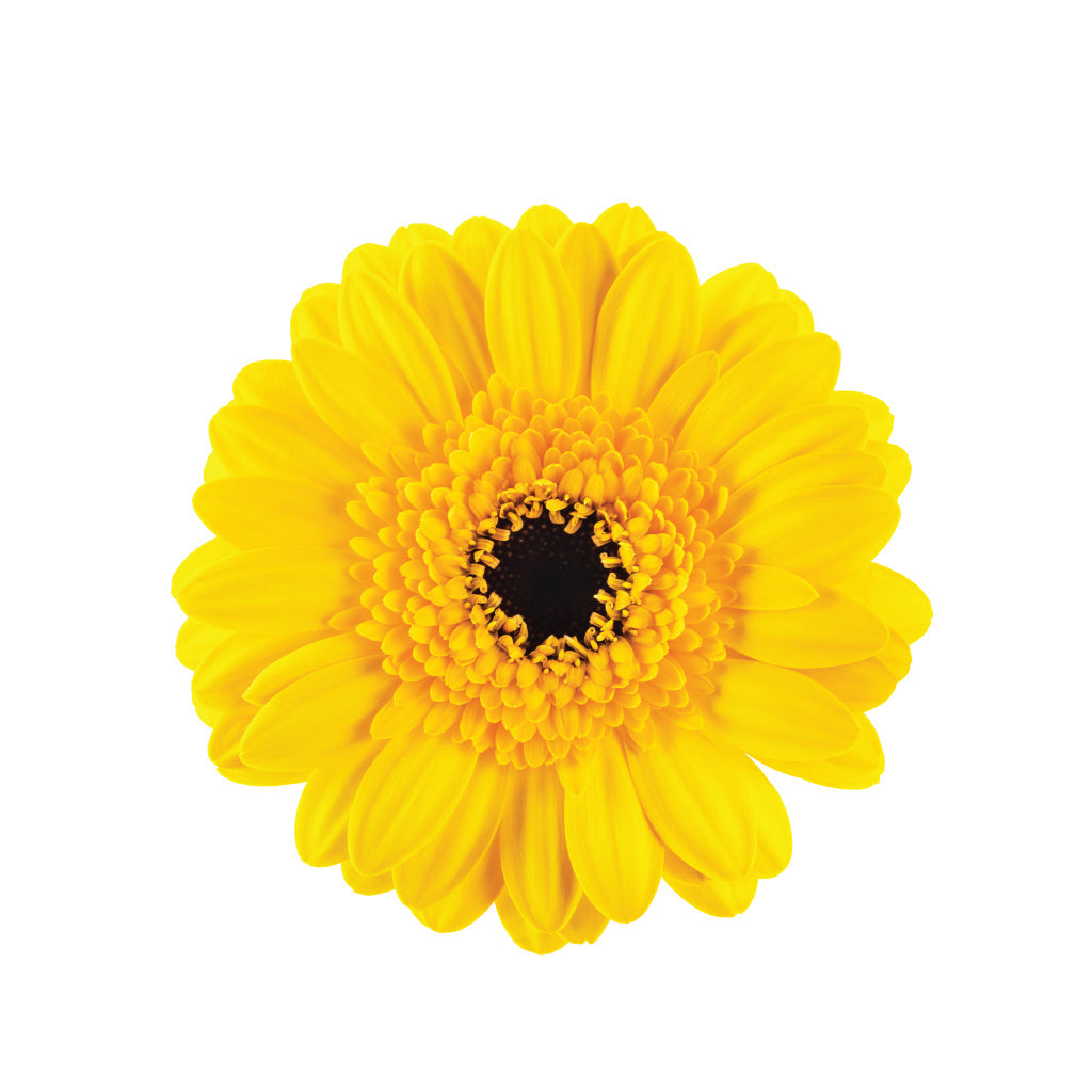 Gerbera Yellow • Asiri Blooms • Bulk Flowers