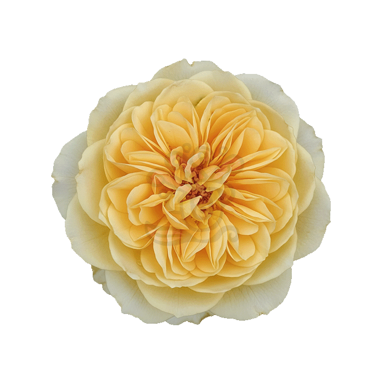 Golden Dragonfly Roses Yellow 2