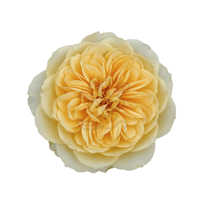 Golden Dragonfly Roses Yellow 2