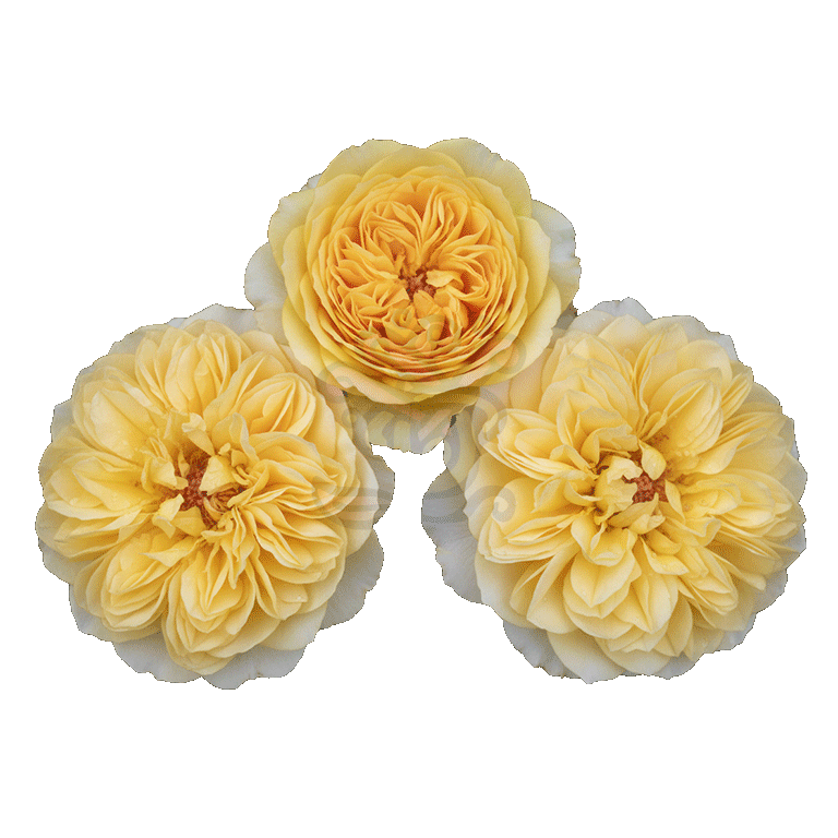 Golden Dragonfly Roses Yellow 3