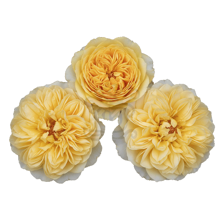 Golden Dragonfly Roses Yellow 3