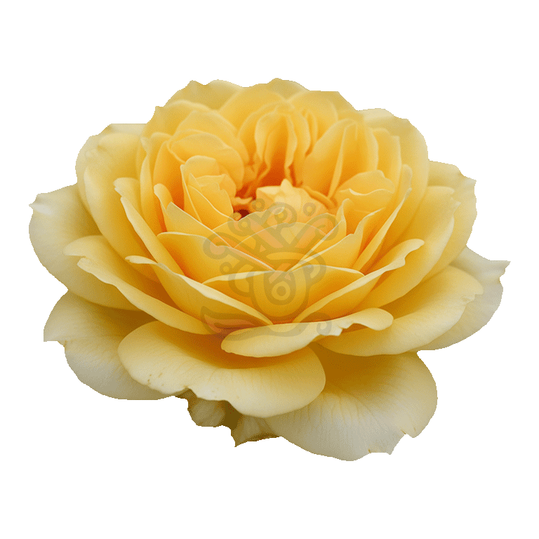Golden Dragonfly Roses Yellow