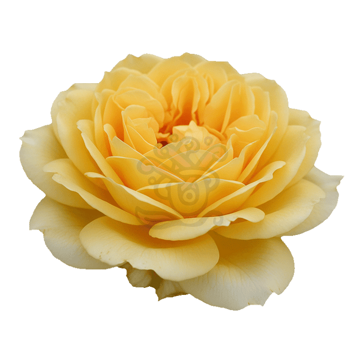 Golden Dragonfly Roses Yellow