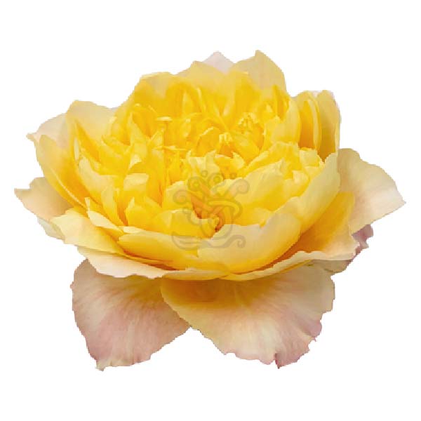Golden Dragonfly garden rose head in soft gold with cream petals, grown in Ecuador by Asiri Blooms