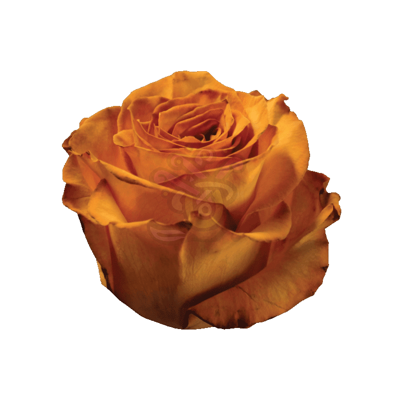 Golden Fall Tinted Roses 2