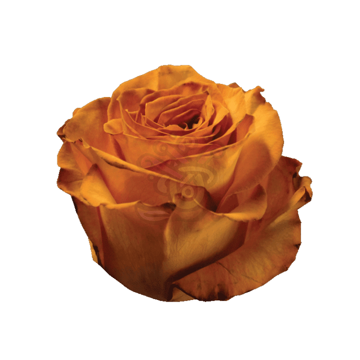 Golden Fall Tinted Roses 2