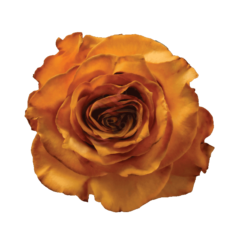 Golden Fall Tinted Roses