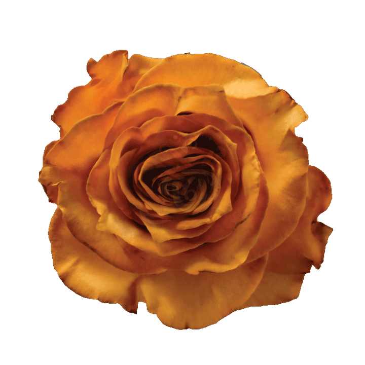 Golden Fall Tinted Roses