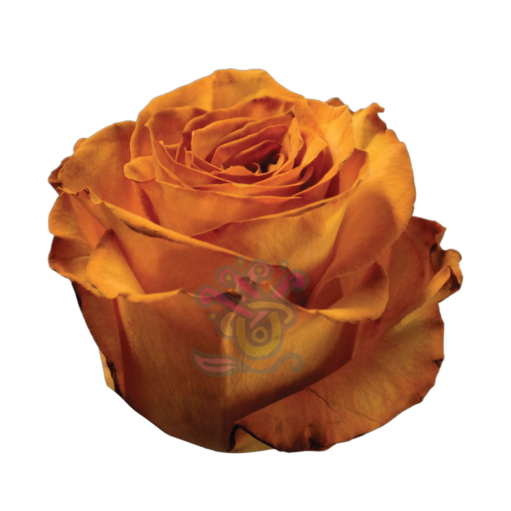 Golden Fall Tinted Roses • Asiri Blooms