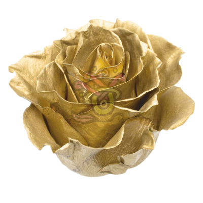 Golden Tinted Roses