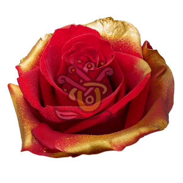 Golden Xmas Tinted Roses - Asiri Blooms